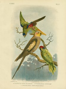 Cockatoo Parakeet Or Cockatiel, 1891